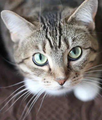 Green Eyed Cat